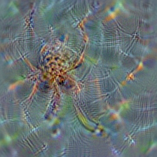 n01773797 garden spider, Aranea diademata
